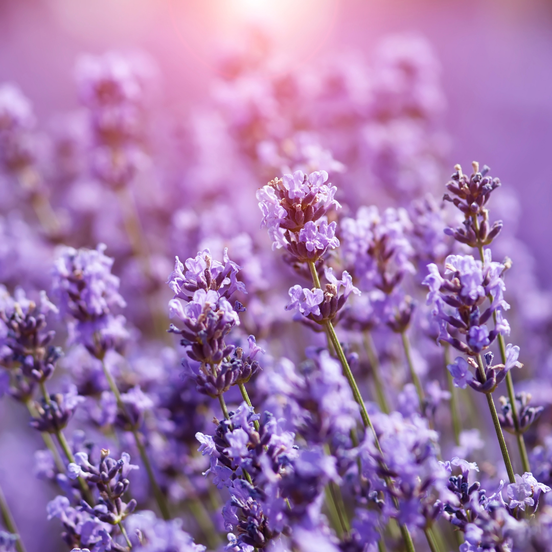 Lavender Cleansing Hand Care Treat with Sandalwood